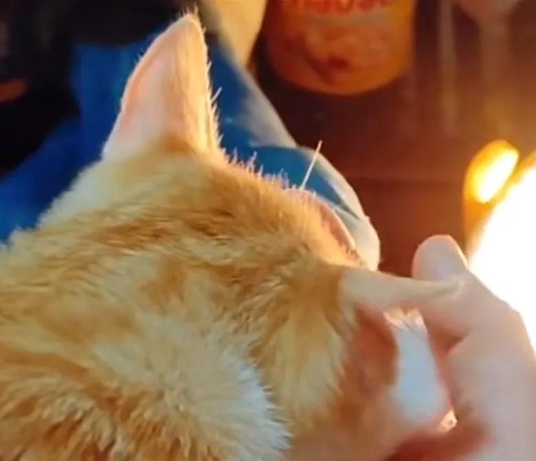 How to control a cat?The lock switch of these five cats, learn