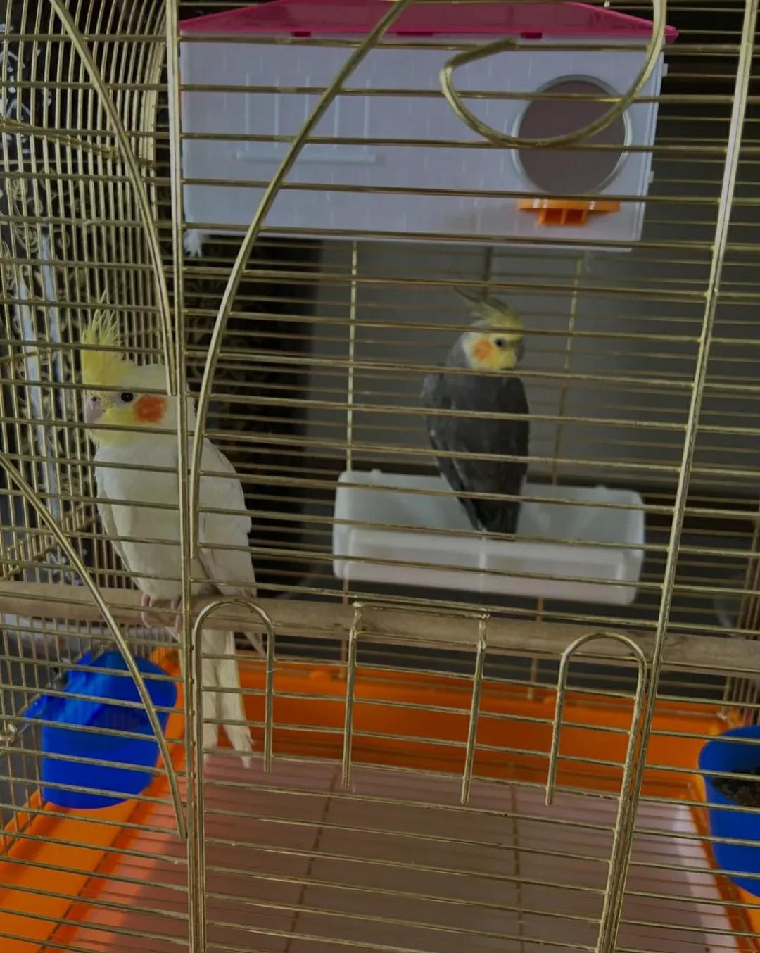 What are the things to keep in mind before getting a pet bird? Feeding