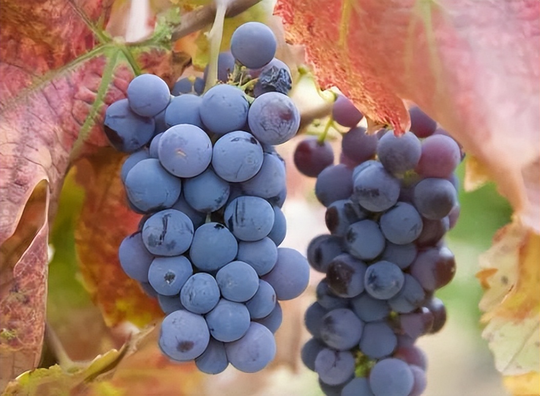 Are grapes the "fat" of thyroid nodules? Doctor These 5 kinds of fruits, if you can't eat them