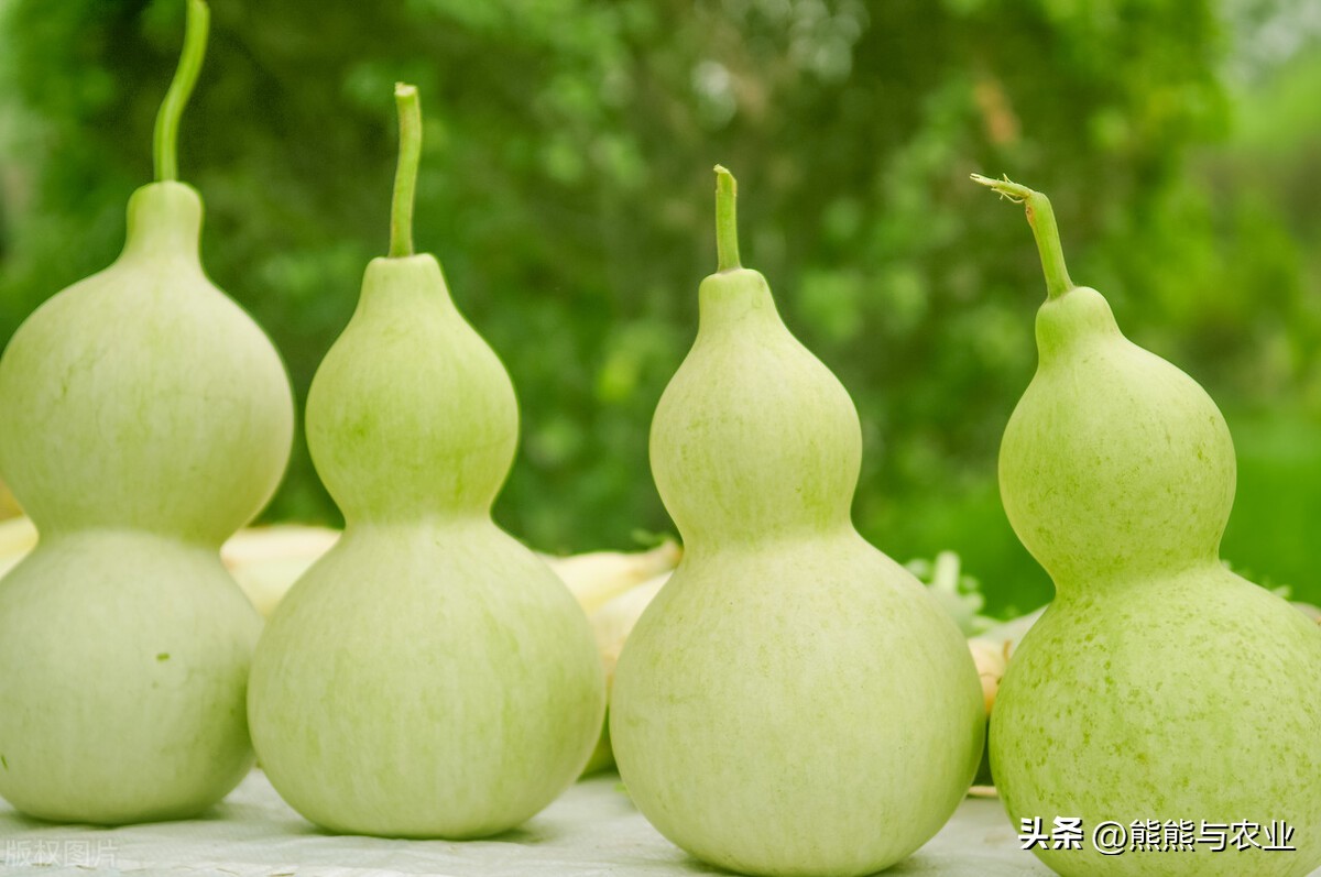 Gourd want high yield? These 5 ways must be kept in mind, gourd is ...