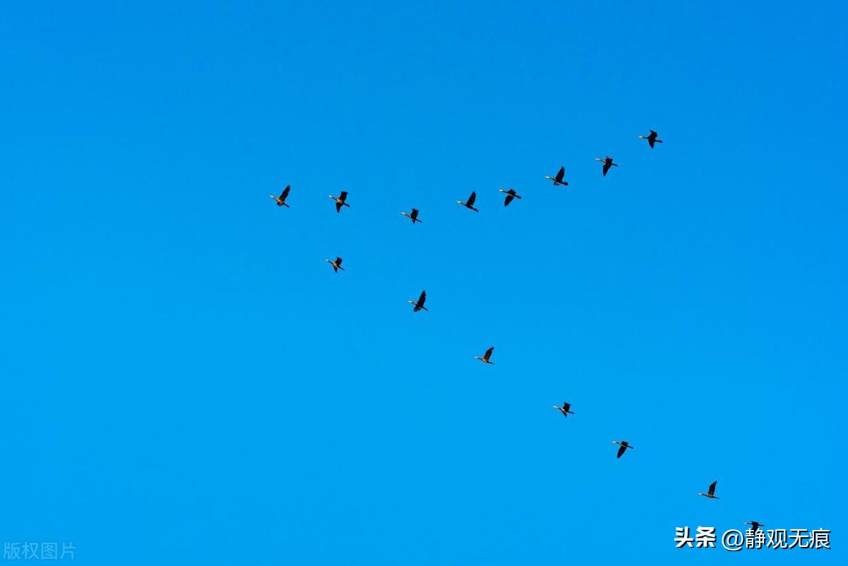 Wild Goose (Prose) iNEWS