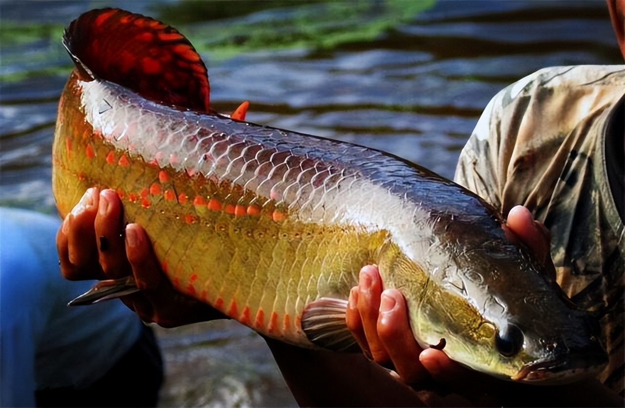 Amazon Fish Biig The dumbest big fish in the Amazon basin, the tail fin can overturn the ...