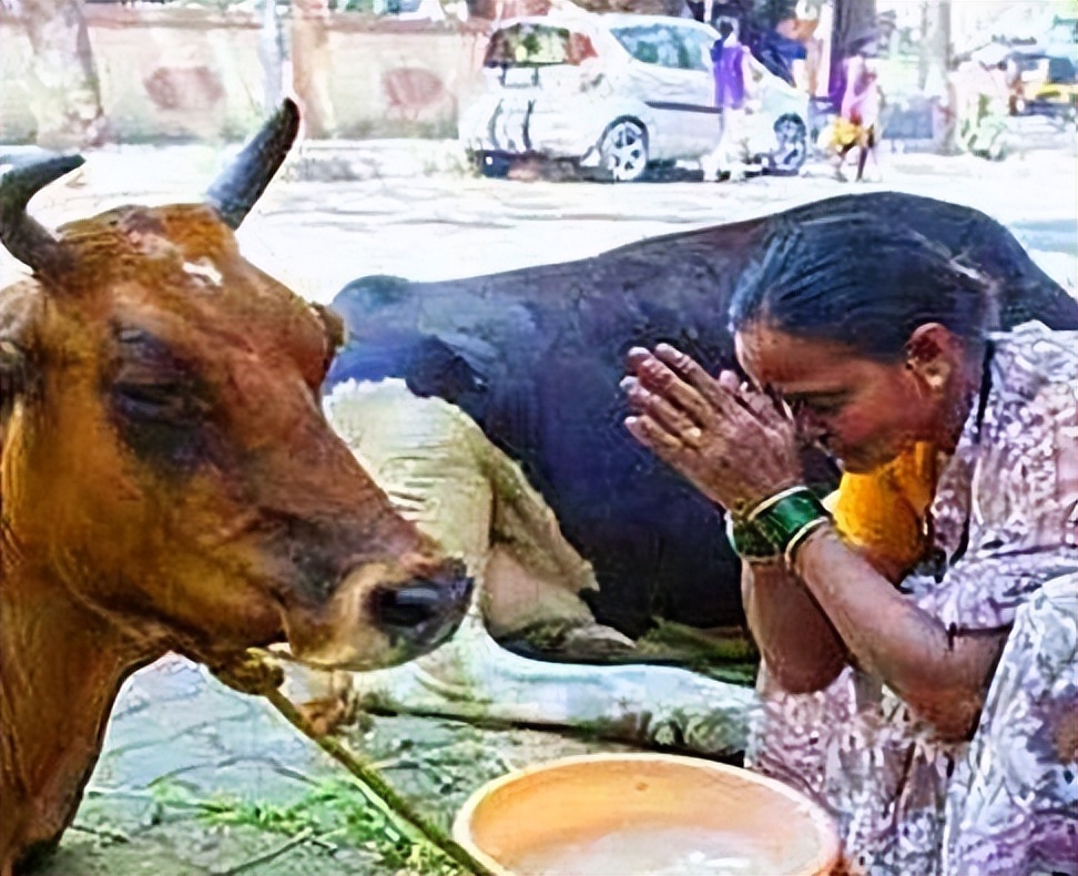 Indians don't eat pork or beef, so what meat do they eat?And swim in