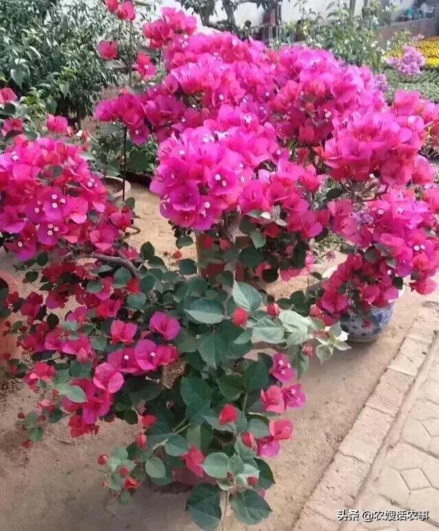 It is not difficult to maintain Bougainvillea in the north to make it