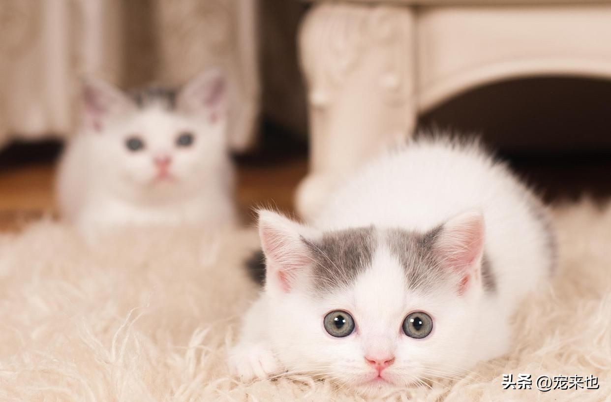What Does It Mean When A Cat Meows INEWS