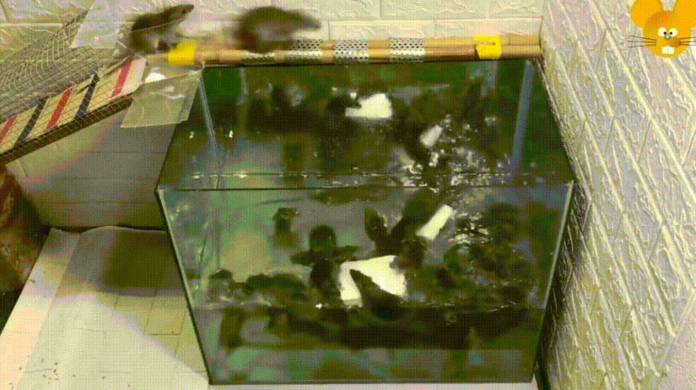 Why Are Humans Obsessed With Watching 