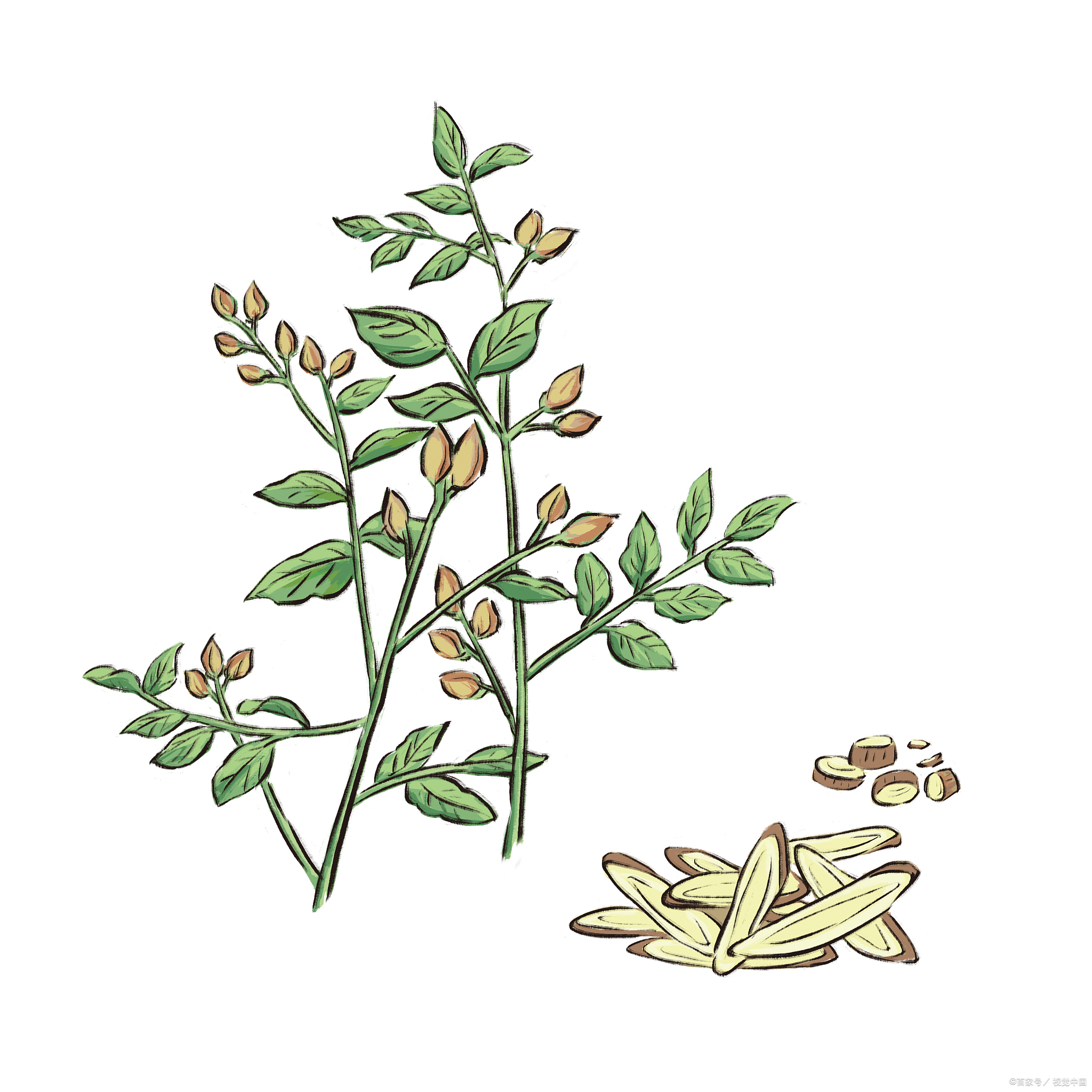 There are three kinds of licorice plants, how to identify them?Japanese