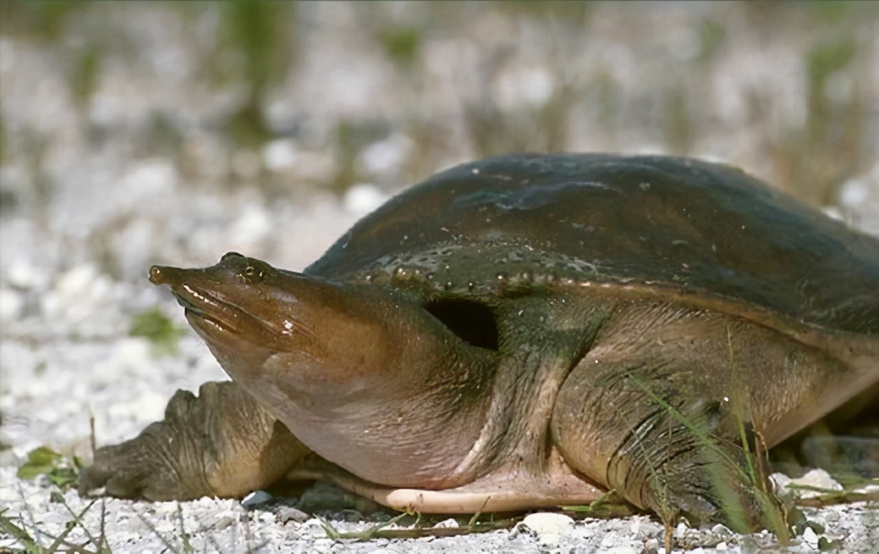 The Florida soft-shelled turtle has captured 16 provinces in China, and ...