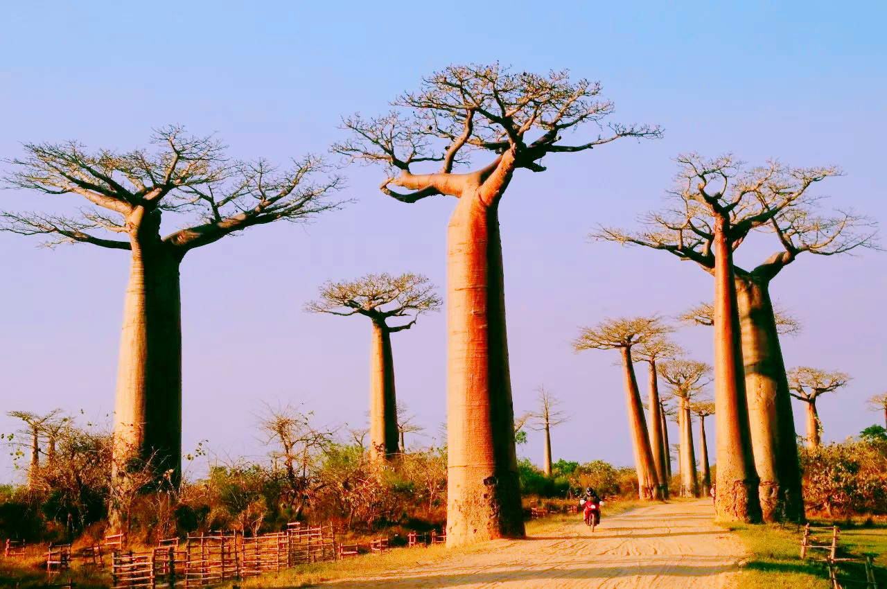 The hardest tree in the world, which can be made into aerospace