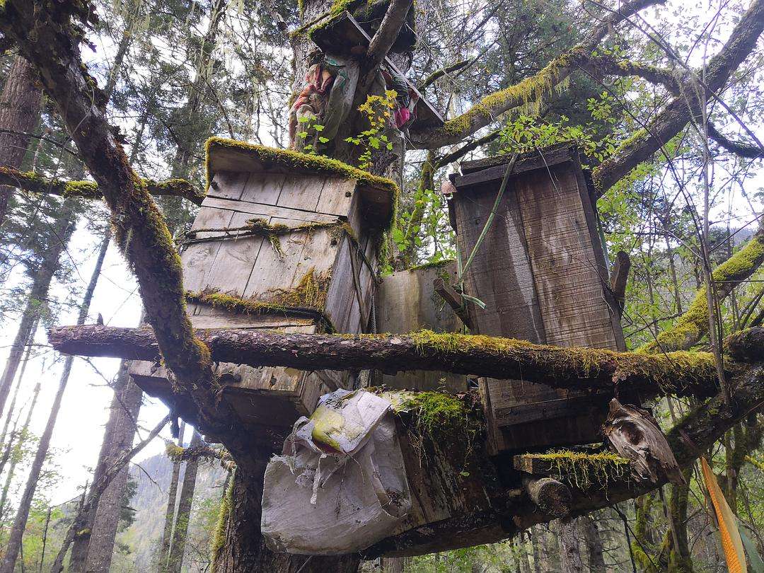 Burial spaces are changing ancient funeral customs, and "tree burials