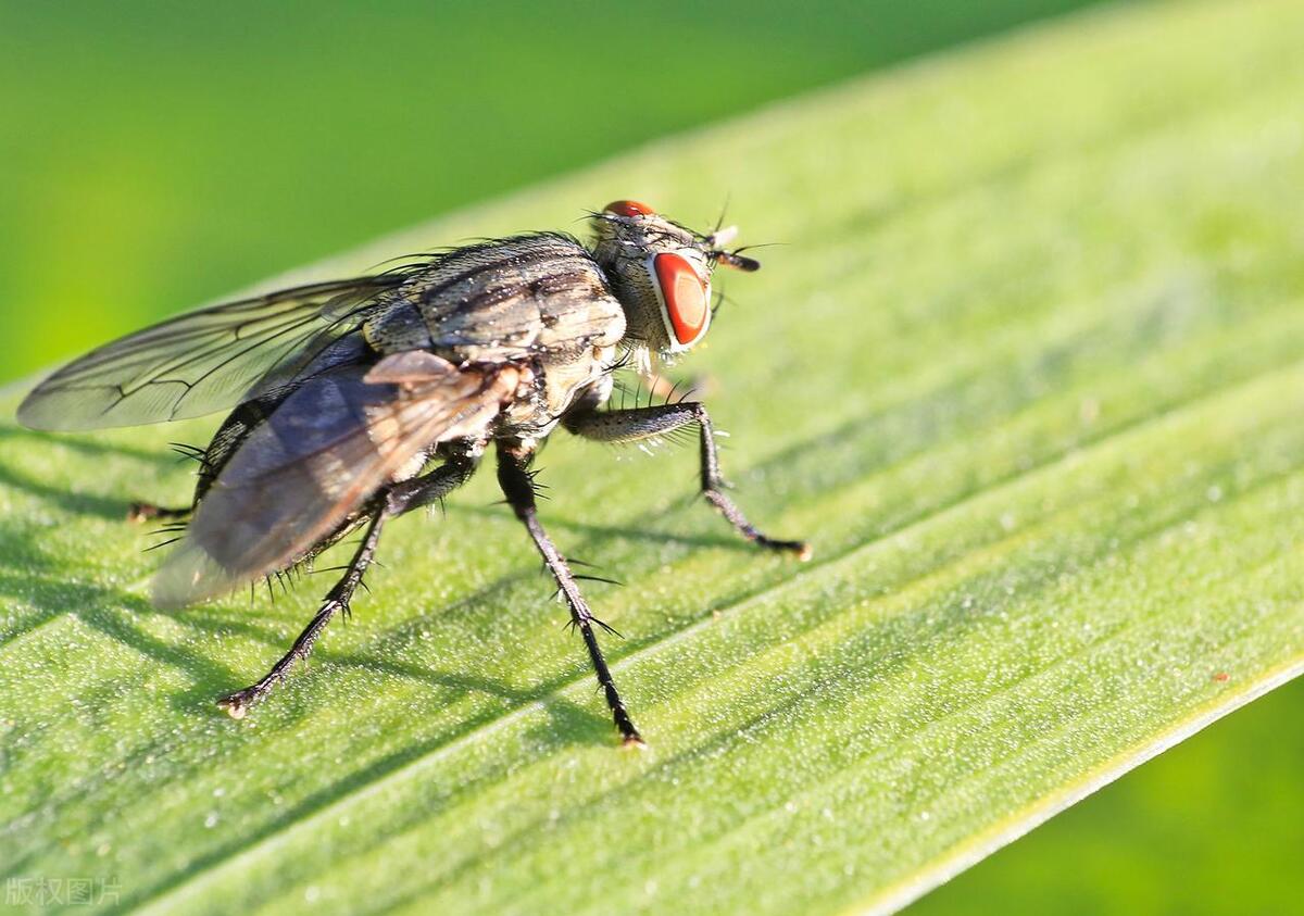 Why are there flies? iNEWS