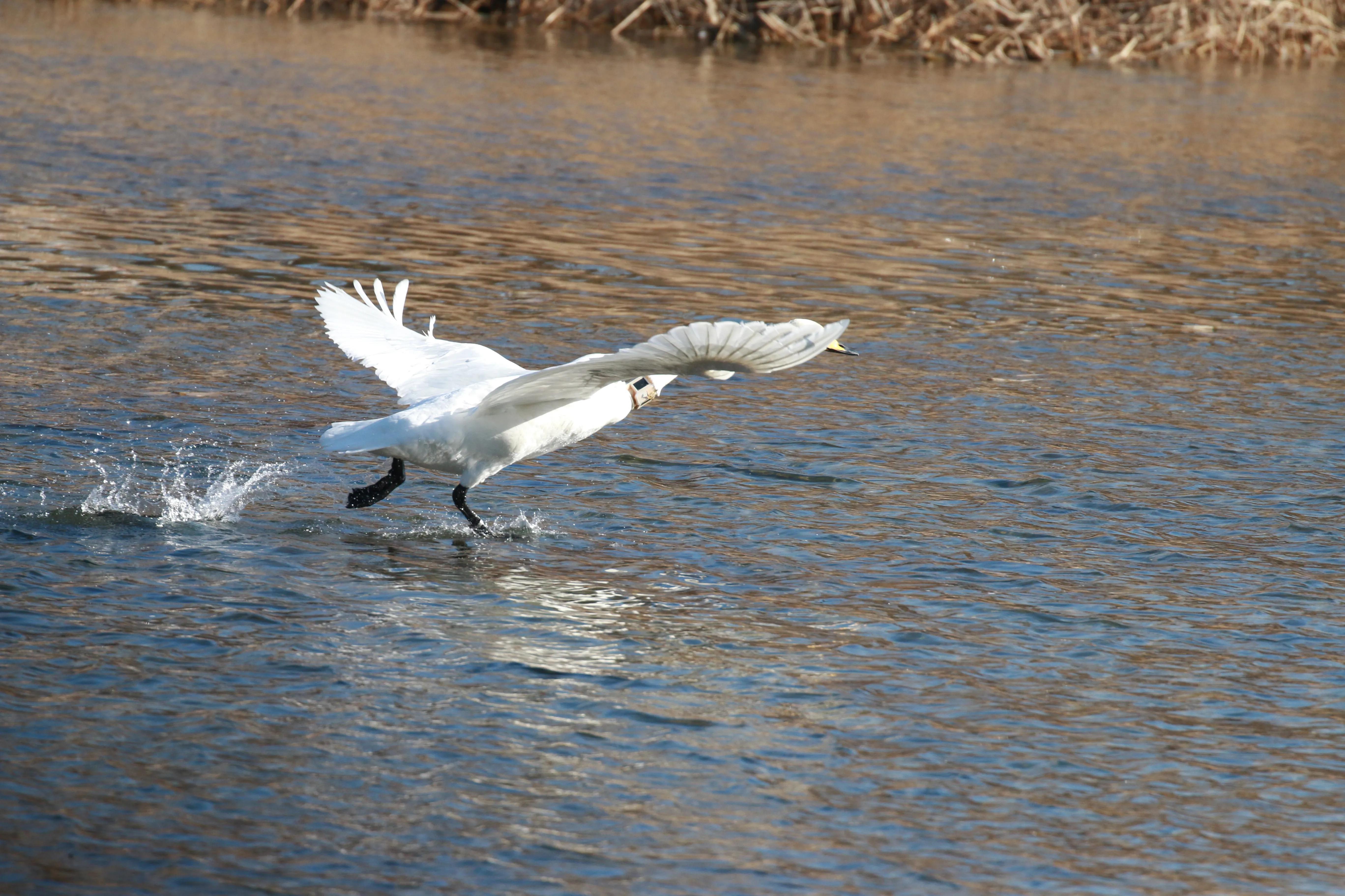 graceful pose of the bird - iNEWS