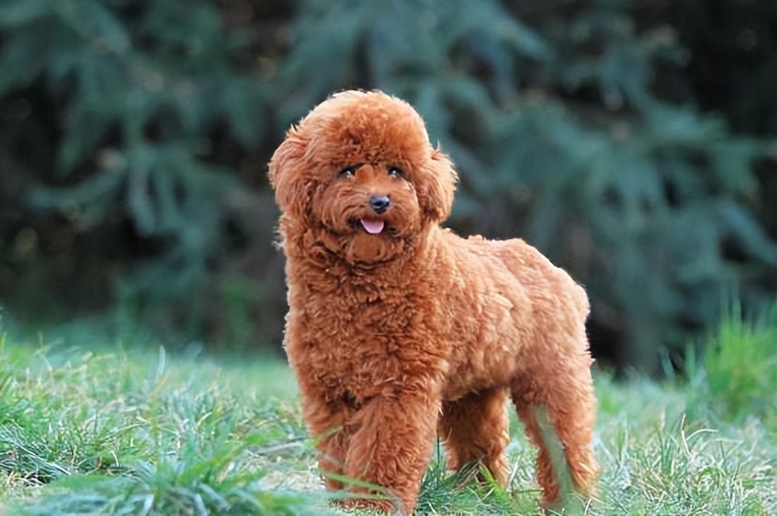 泰迪屬於哪個犬種? - 資訊咖
