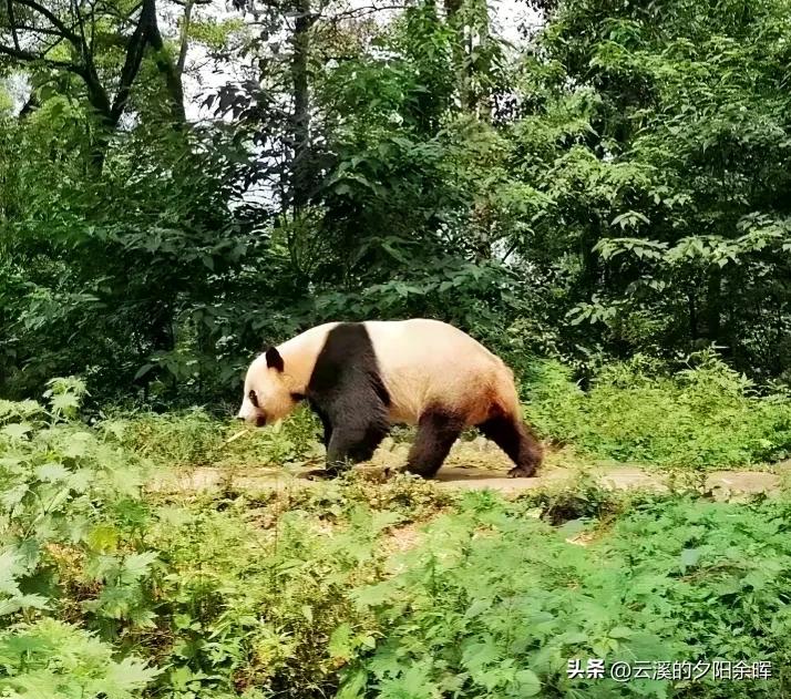 What happened to the giant panda YY's family in the United States, and