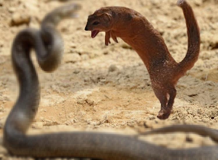 Meerkat, which treats poisonous snakes as its staple food, uses superb