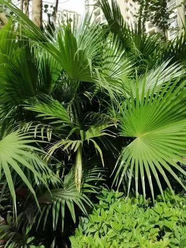 蒲扇的工艺 资讯咖