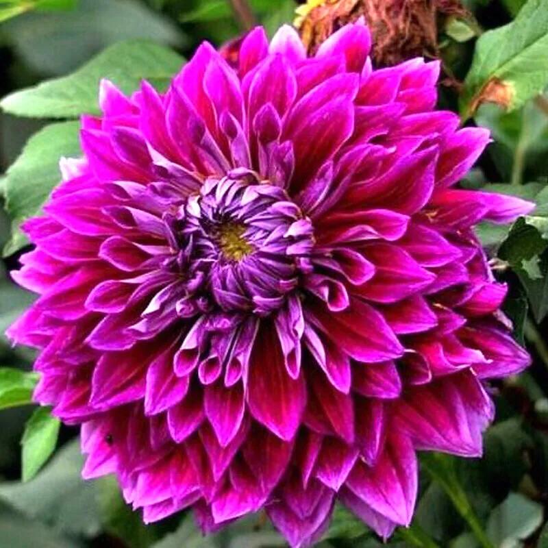 World famous flower beautiful and charming dahlia iNEWS