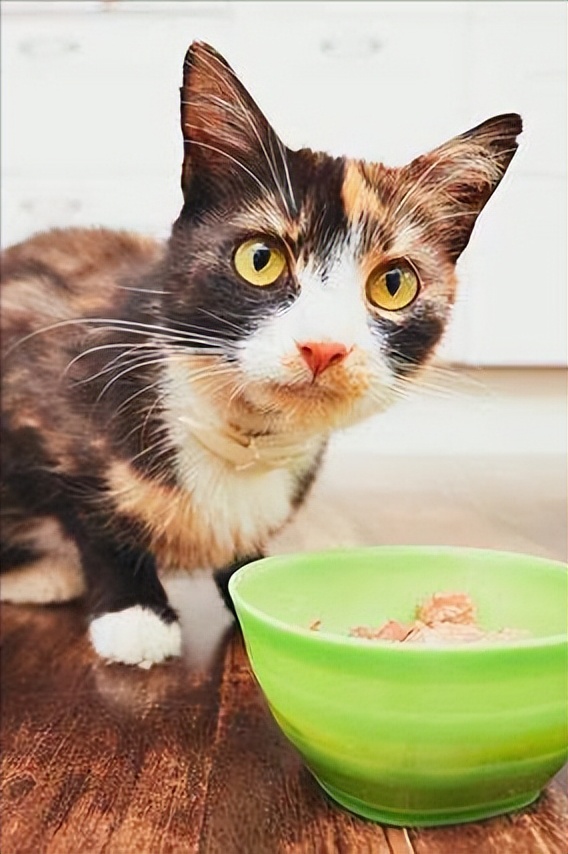 It's hard to believe that cats can actually starve themselves to death