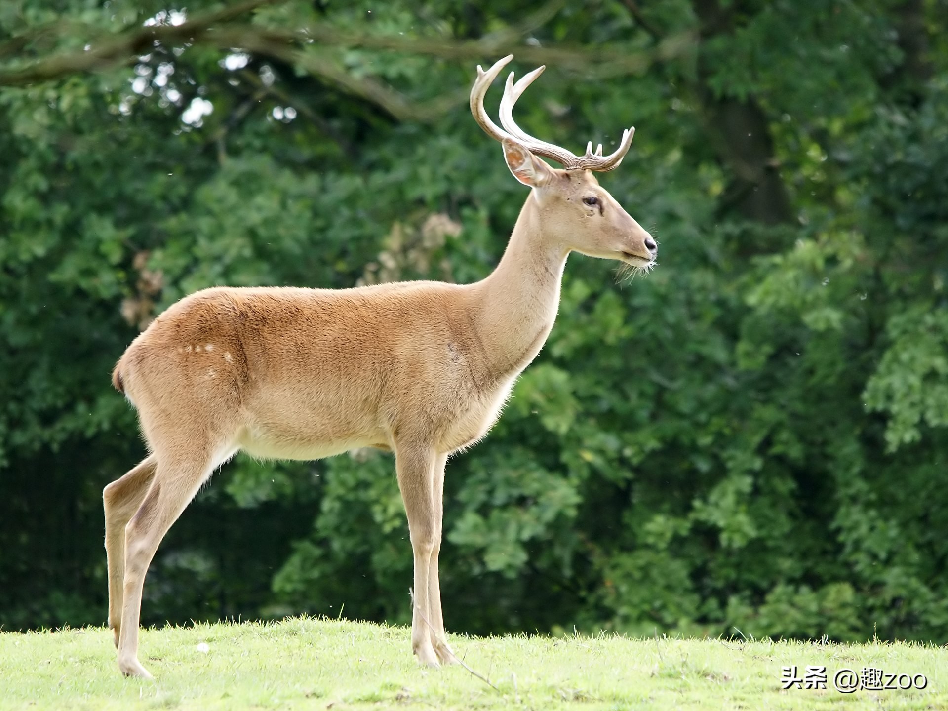 Ranking of the world's top ten rare deer species, which deer is the ...