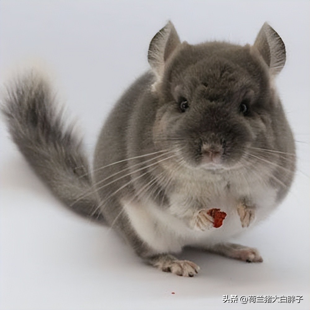 What do you need to pay attention to when raising chinchillas? iNEWS