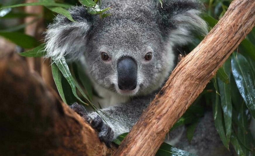Australia