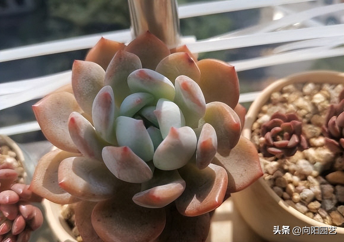 Raising succulents depends on the environment and technology ...
