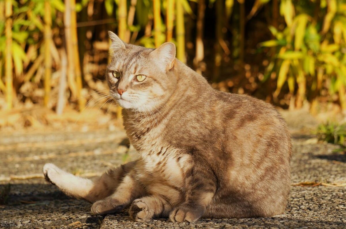Cat Talk What do the different types of cat meows mean? iNEWS