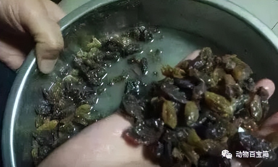 Will the raisins soaked in the 