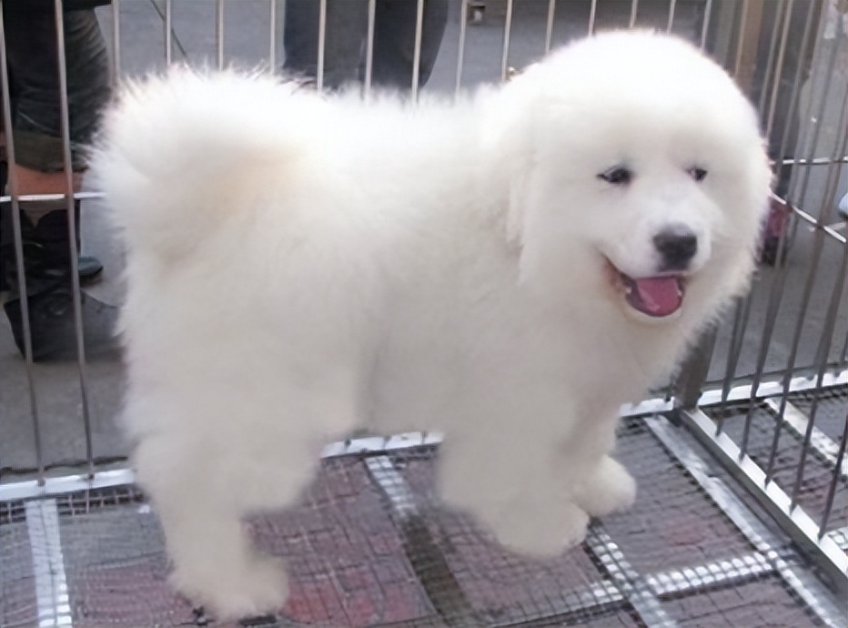 大白熊犬價格多少錢一隻？大白熊犬和薩摩耶有什麼區別？ - 資訊咖