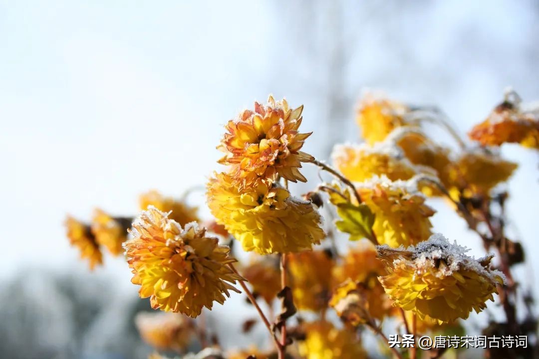 秋天的菊花勵志的句子簡短