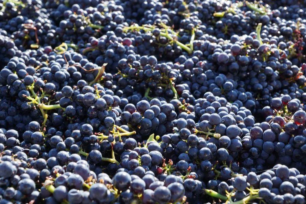 "Fazhuang"Red grapes make red wine, white grapes make white wine iNEWS
