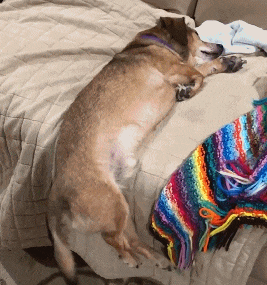 A dog who is "very happy" will have these characteristics, and it is