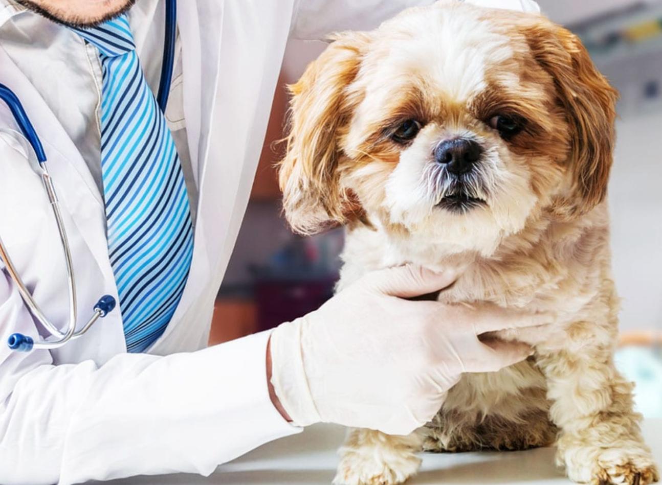 What is "dog turning intestines", and why is it difficult to treat dogs