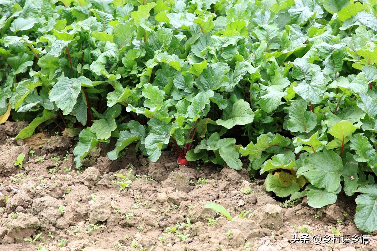 Whether planting cabbage, radishes or carrots, fertilizers are applied