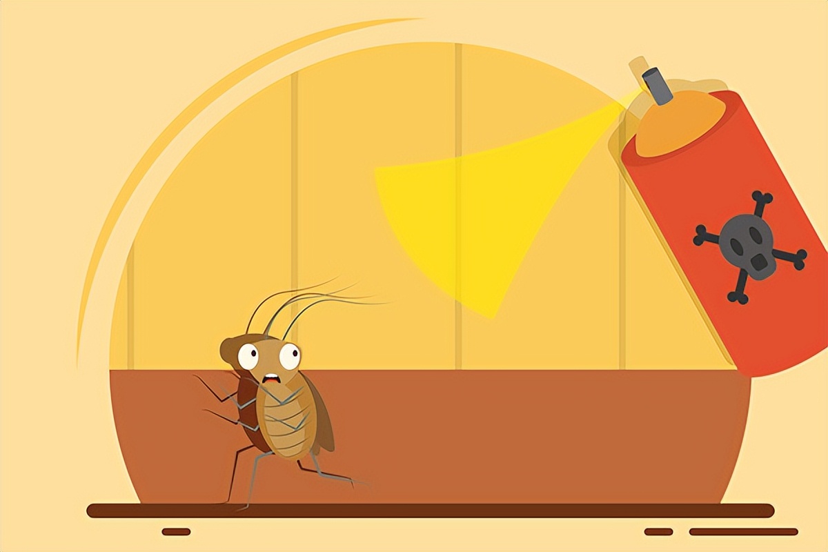 How to get rid of cockroaches quickly and effectively? iNEWS