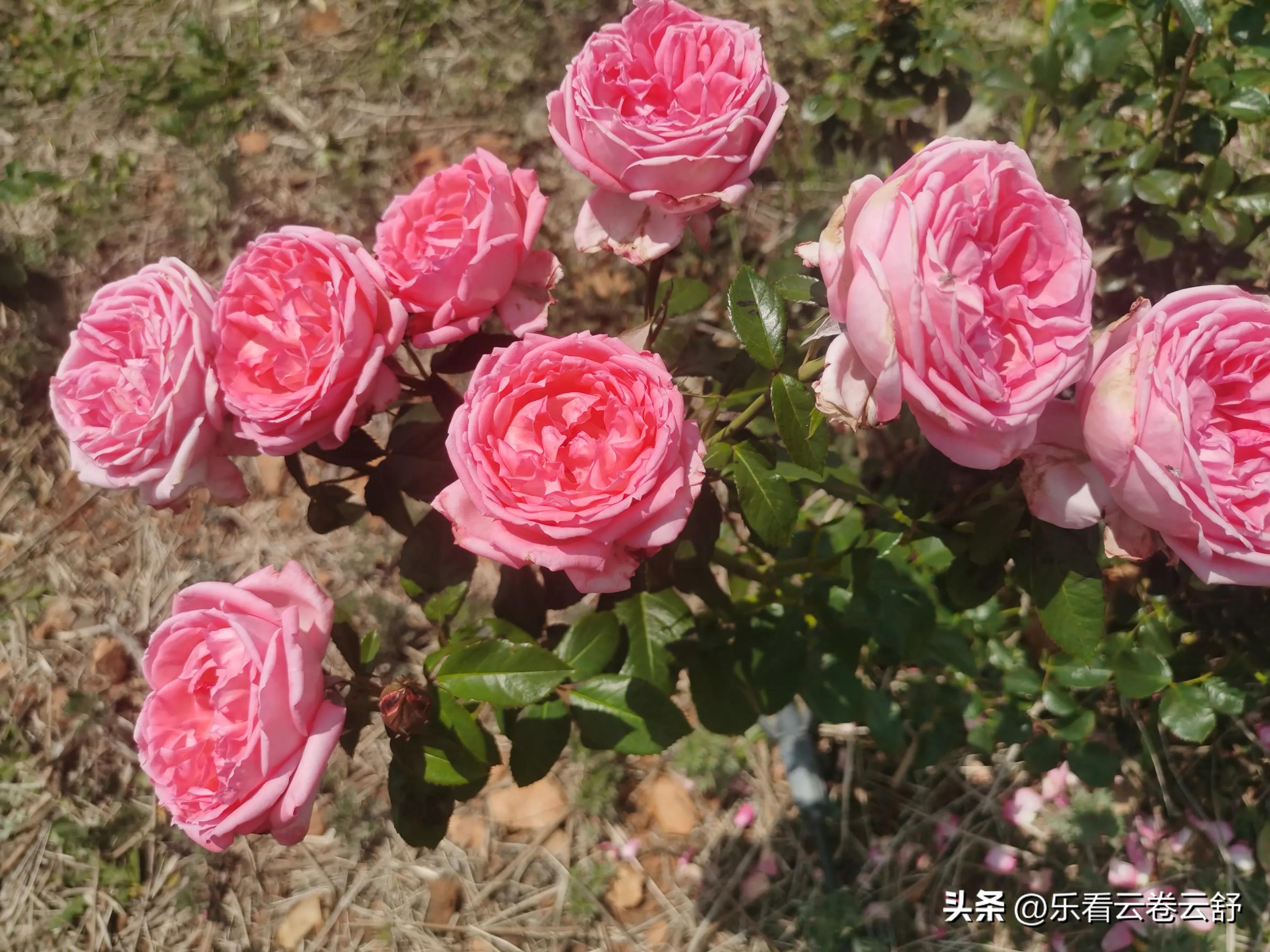 The most beautiful rose garden under continuous drought - iNEWS