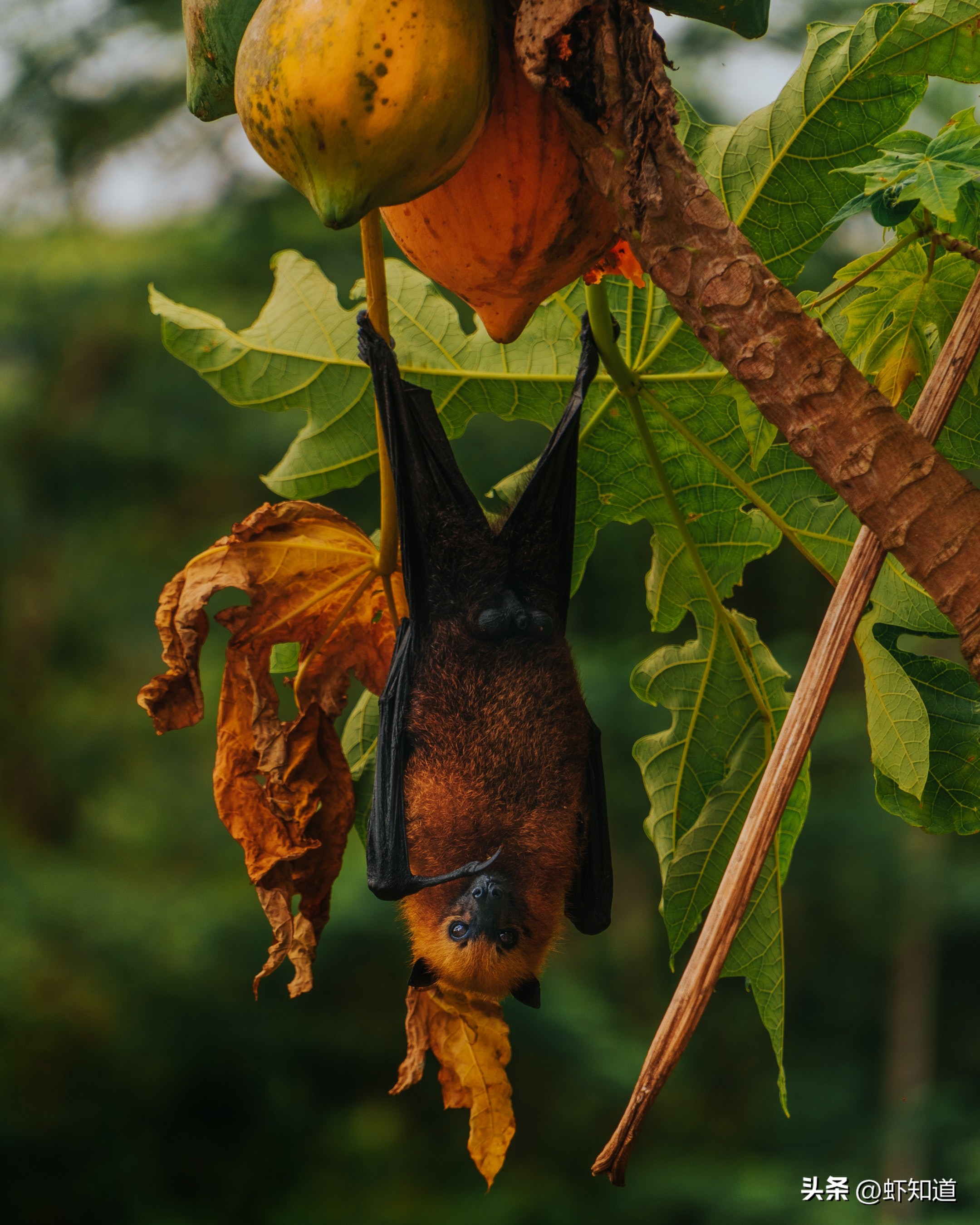 Why do bats like to live in groups? iMedia