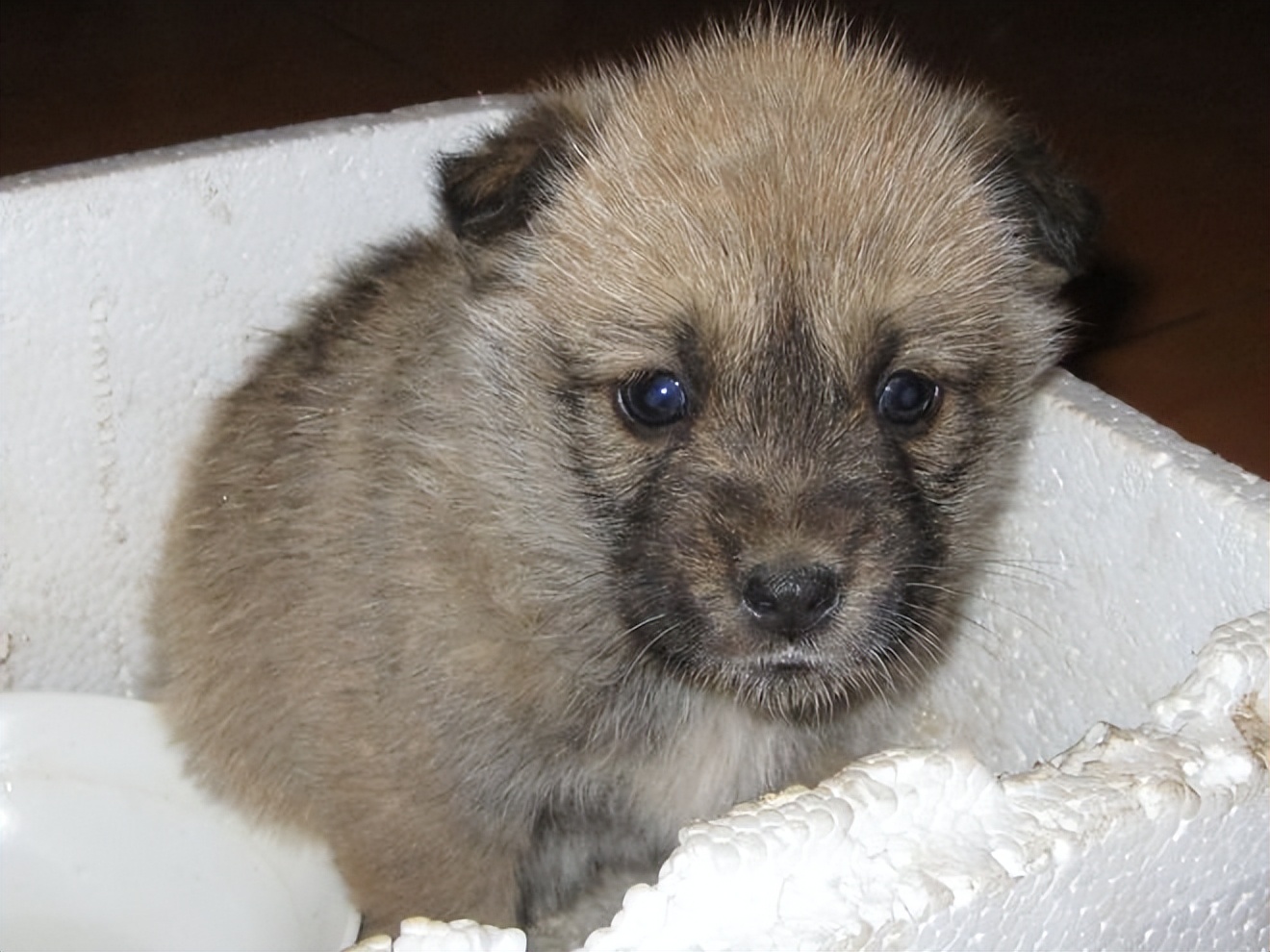 "It's too expensive to raise a native dog, who still raises a native