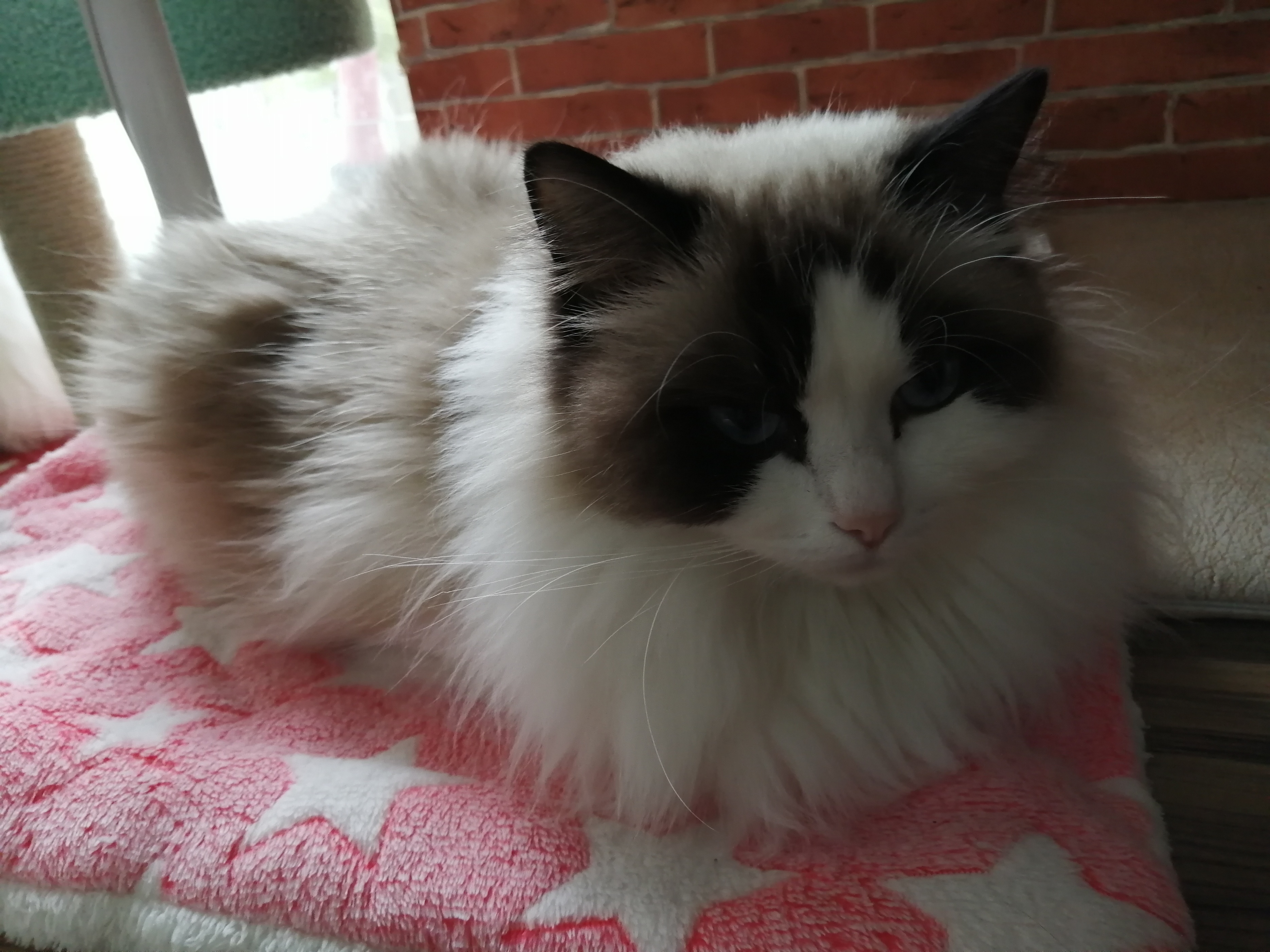 Can a pastoral cat heal itself after a cold? iNEWS