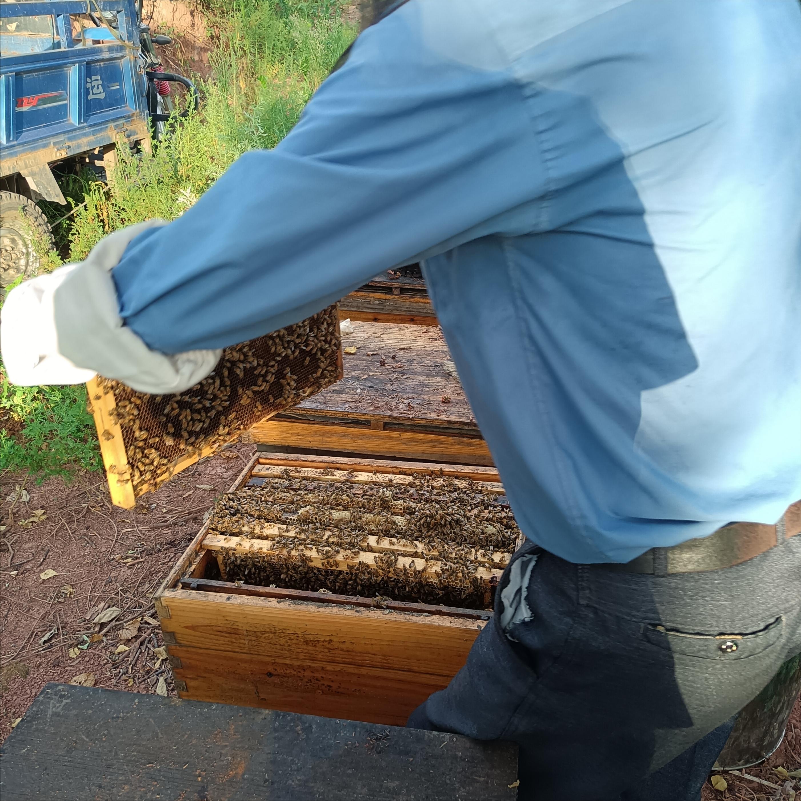 When winter comes, how do you plan to keep bees?How to keep bees well