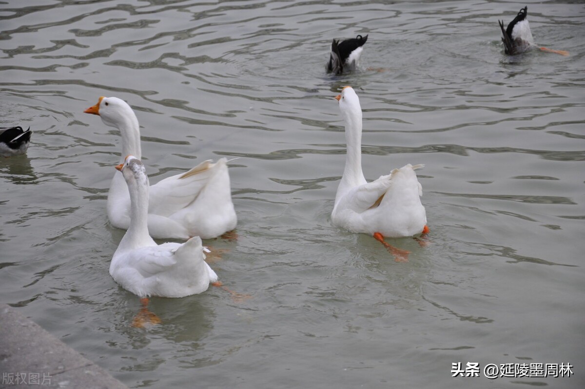 King Luo Bin of the "Four Heroes of the Early Tang Dynasty" Was he