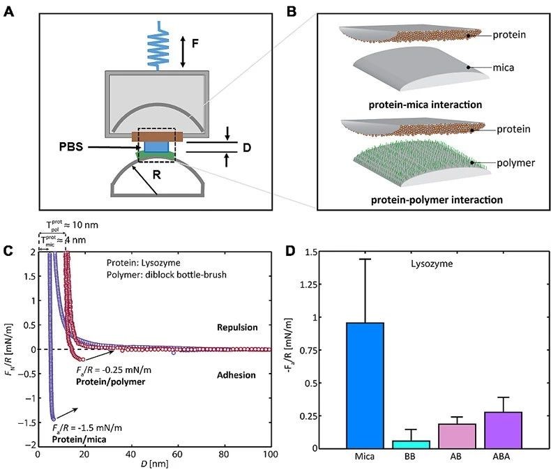 supramolecular polymer brushes - iNEWS