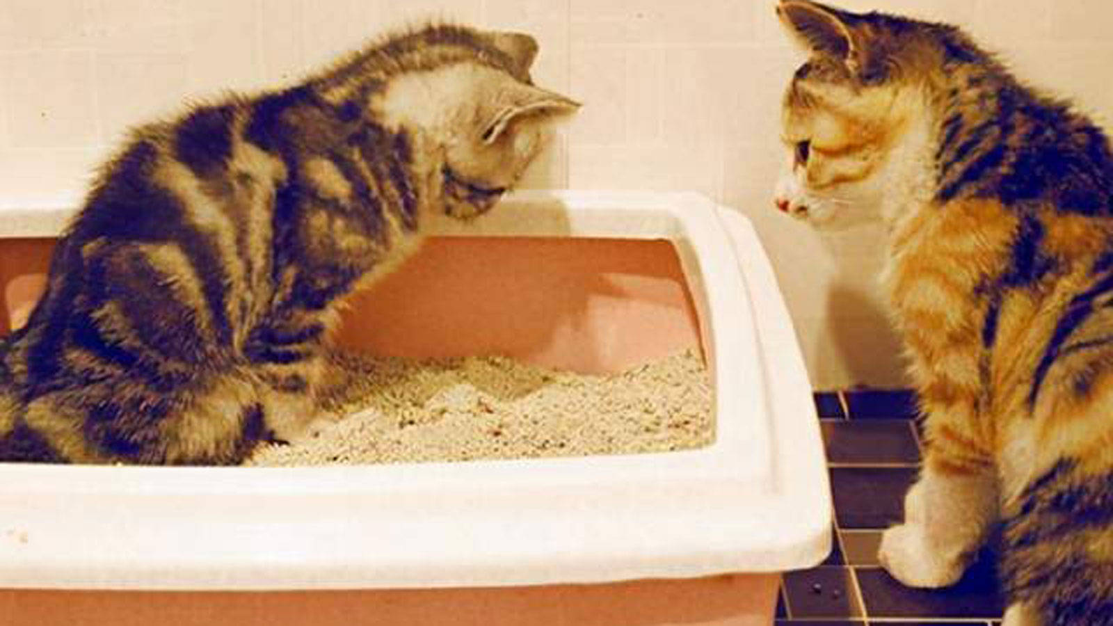 Why cats bury their poop Three scientific answers are here iMedia