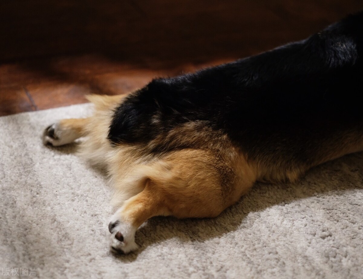 Do you know the reason why the dog twitches occasionally while sleeping