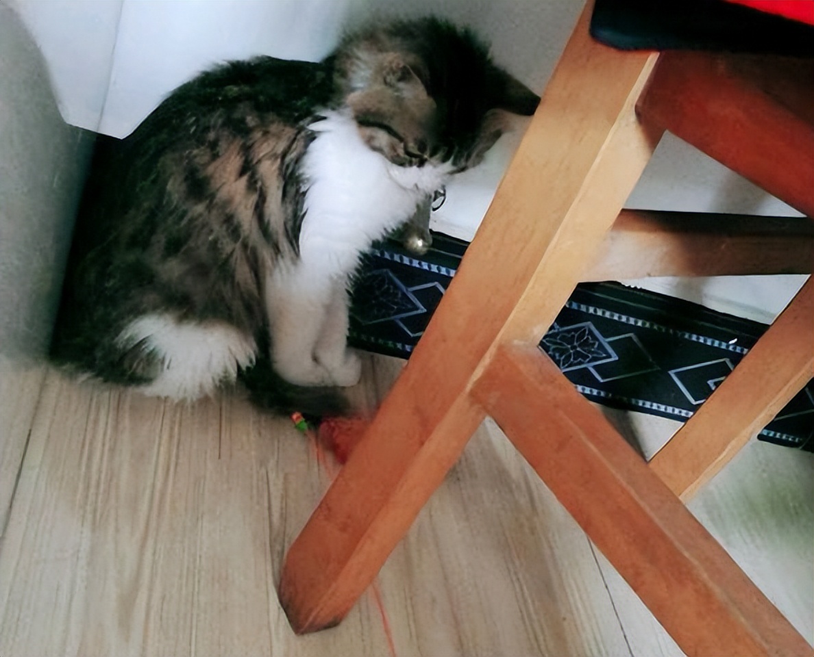 Cats sleeping in these places prove that they do not regard you as