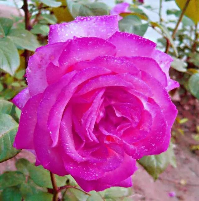 Beautiful and fragrant Eve Sapphire Rose - iNEWS