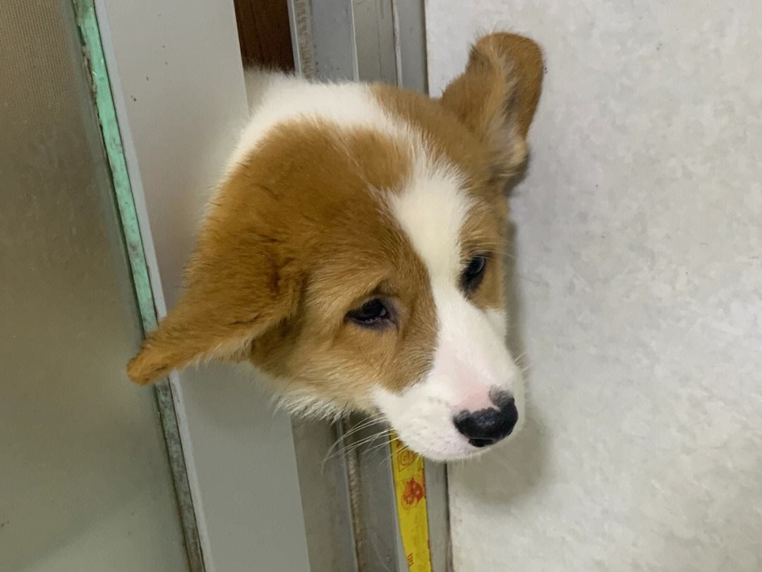 Why do dogs like to their owners to the bathroom? These are the "truths" iNEWS