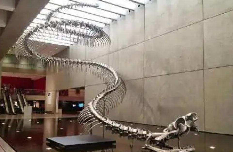 55 million years ago, the earth's temperature rose suddenly, resulting ...