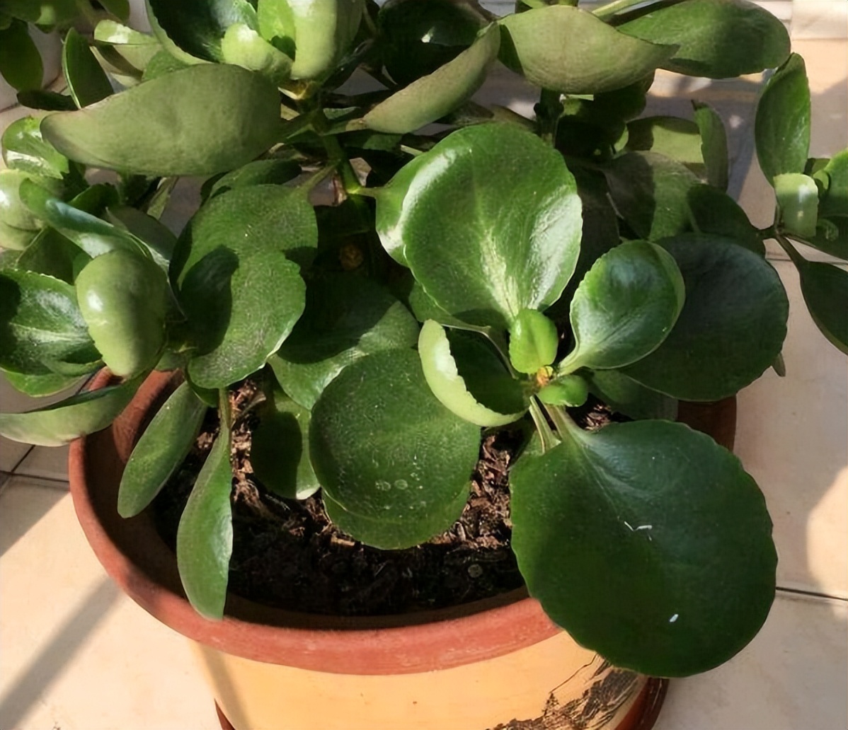 6 kinds of common flowers "cold tolerance table", whether to "enter the