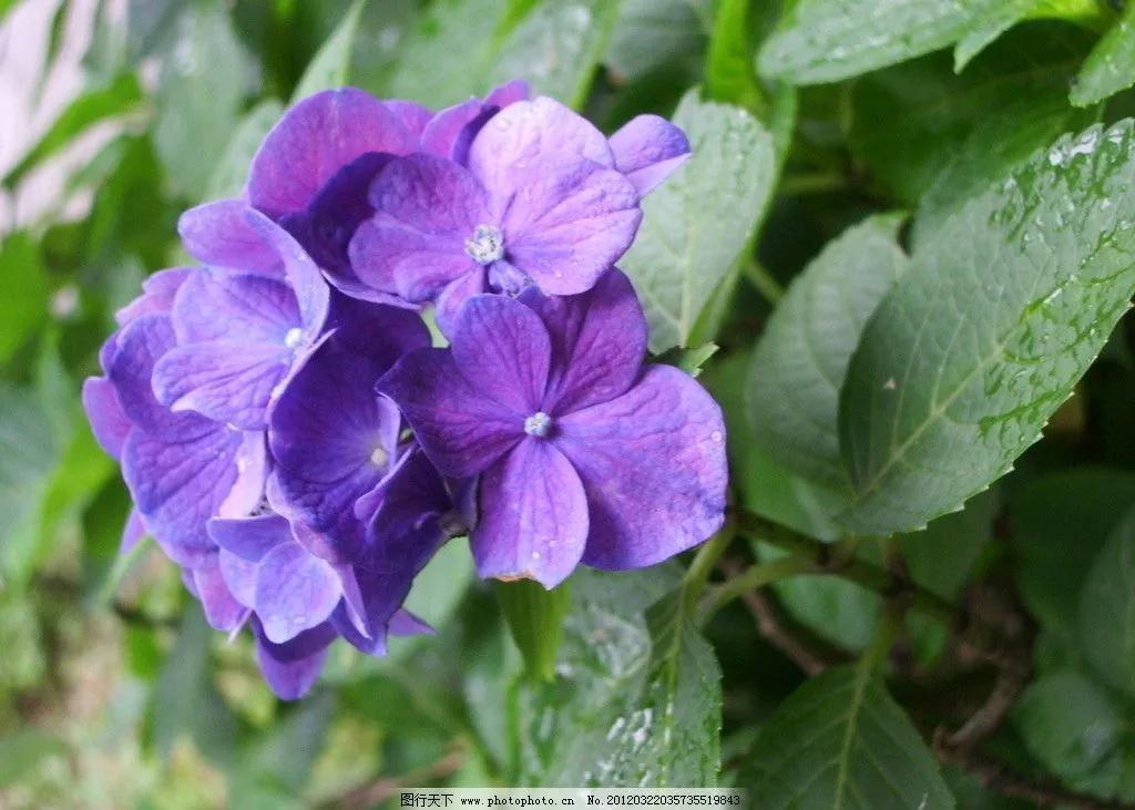 Appreciation of teacher Cao Wenyou's poems - iMedia